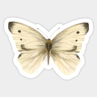 Cabbage White Butterfly Sticker